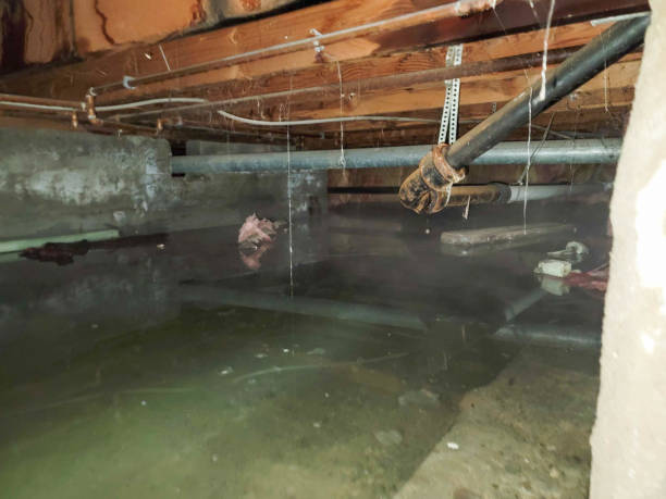  Morningside, MD Water damage restoration Pros