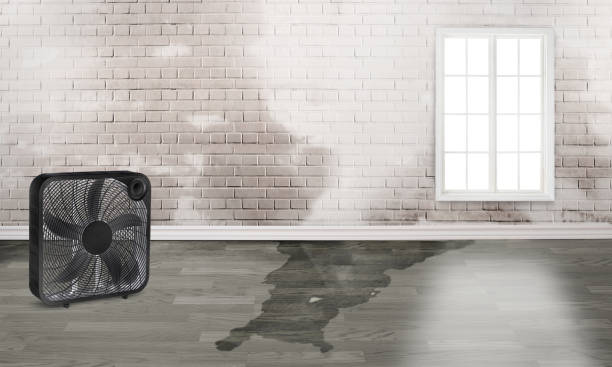 Best Carpet water damage restoration  in Morningside, MD